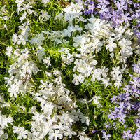 Phlox - Vlambloem White Delight (x3) - Phlox subulata White Delight
