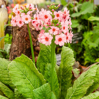 Primula japonica Apple Blossom - Japanse sleutelbloem Apple Blossom - Bloeiende vaste planten