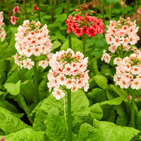 Japanse sleutelbloem Apple Blossom - Primula japonica Apple Blossom - Bakker