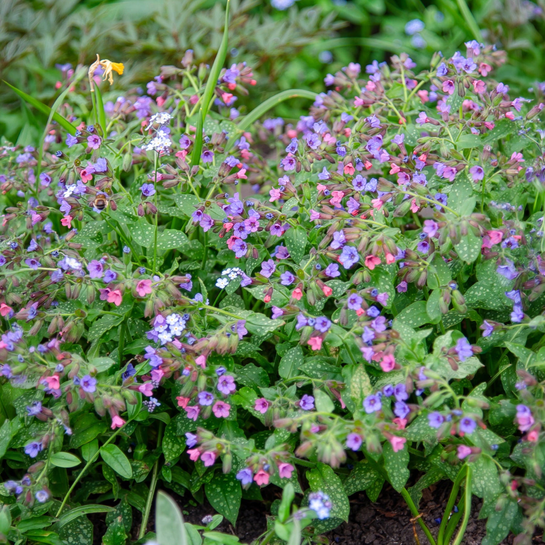 Longkruid officinale - Pulmonaria officinalis - Bakker