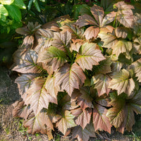 Schout-bij-nacht - Rodgersia podophylla - Bakker