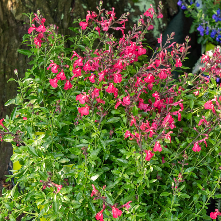 Siersalie Lipstick - Salvia greggii Lipstick - Bakker