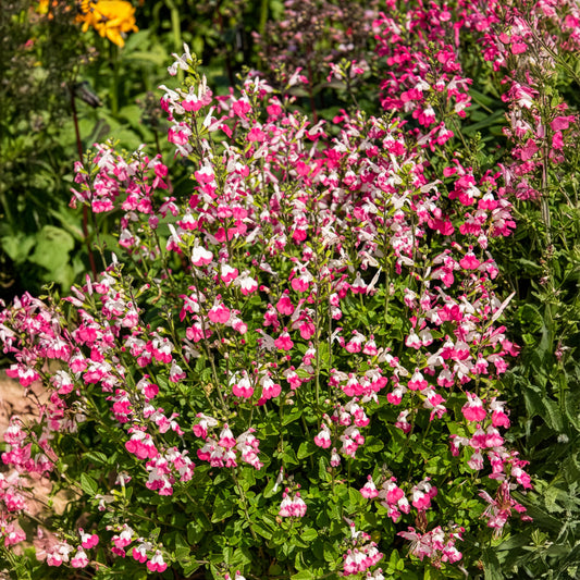 Salie Pink Lips - Bakker