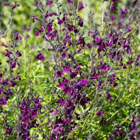 Siersalie papillon de nuit