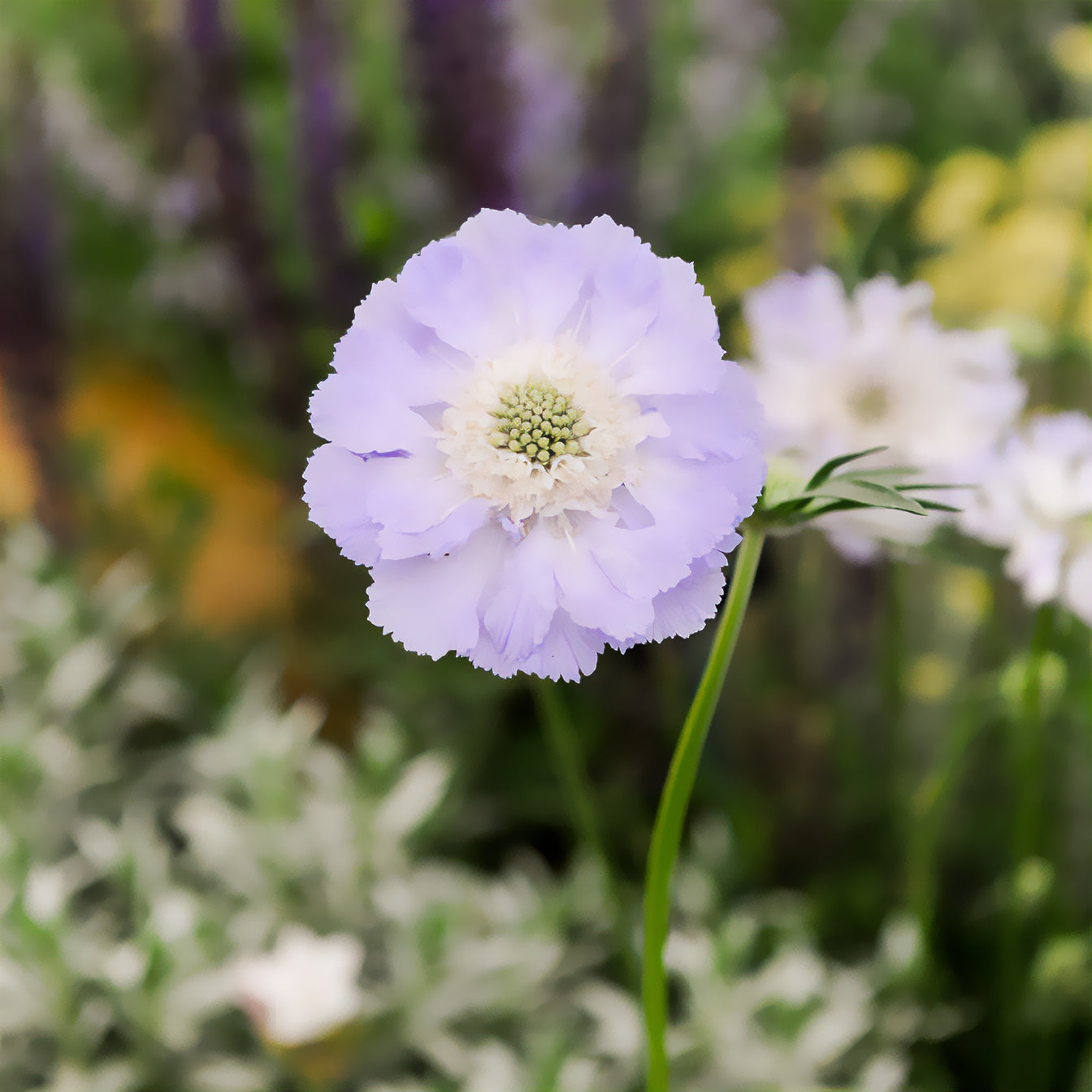 Kaukasische Scabiosa Perfecta - Bakker