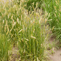 Vossestaart - Alopecurus pratensis Aureovariegatus - Bakker