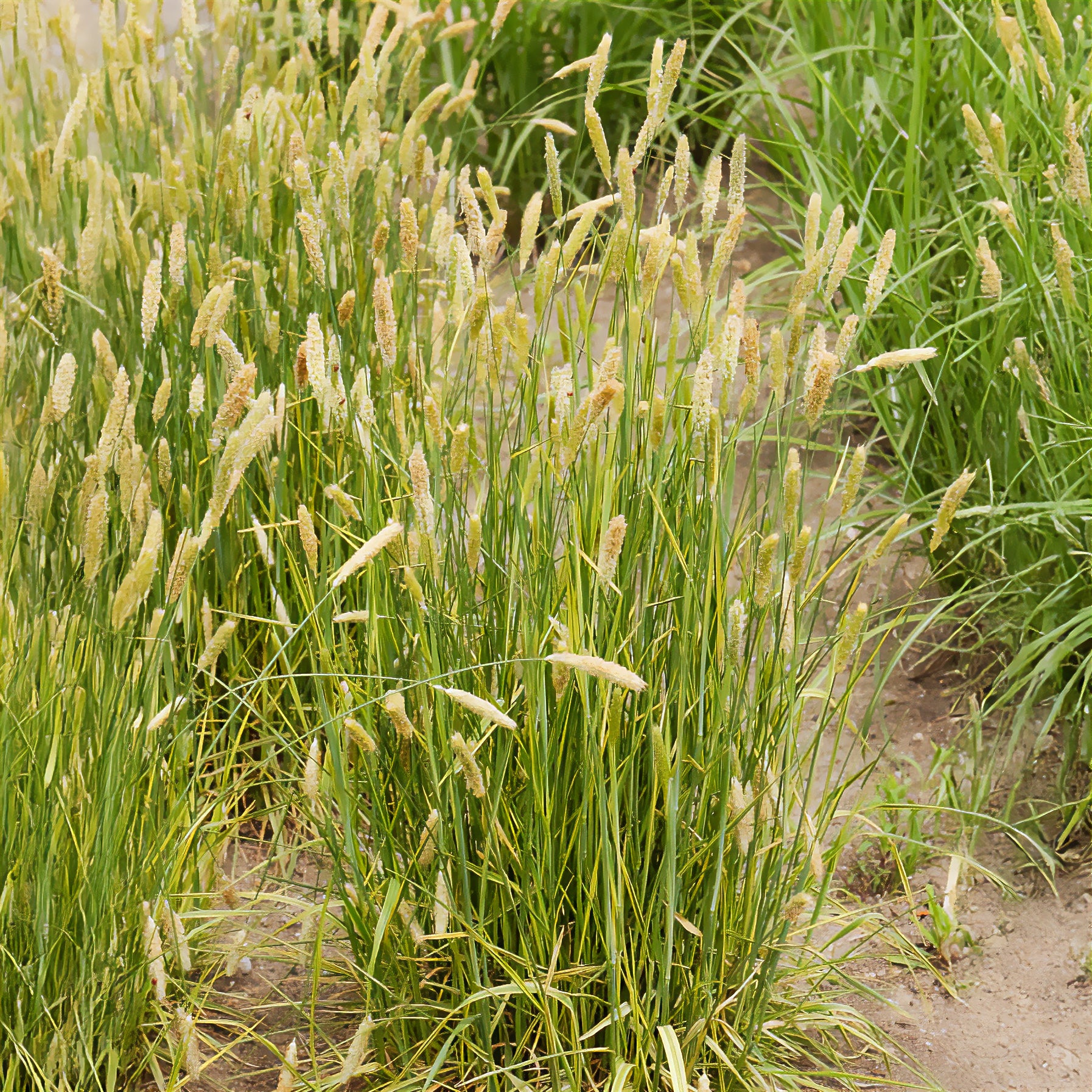 Vossestaart - Alopecurus pratensis Aureovariegatus - Bakker
