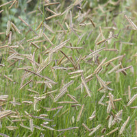 Muskietgras - Bouteloua gracilis - Bakker