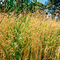 Bevertje / Trilgras Brize - Briza media - Bakker