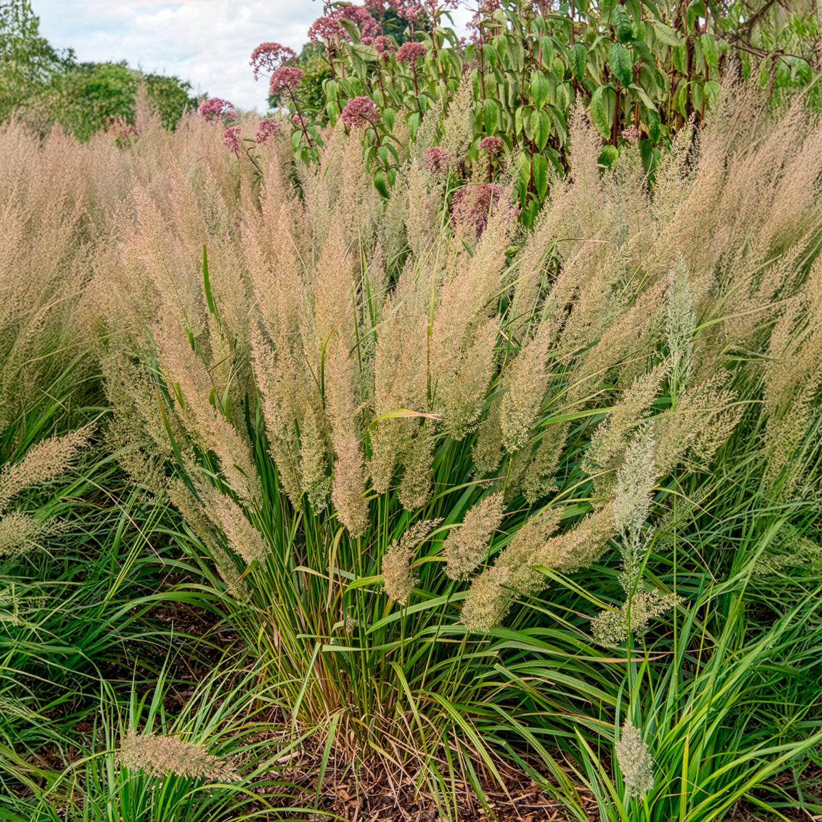Siergrassen - Diamantgras - Calamagrostis arundinacea var. brachytricha