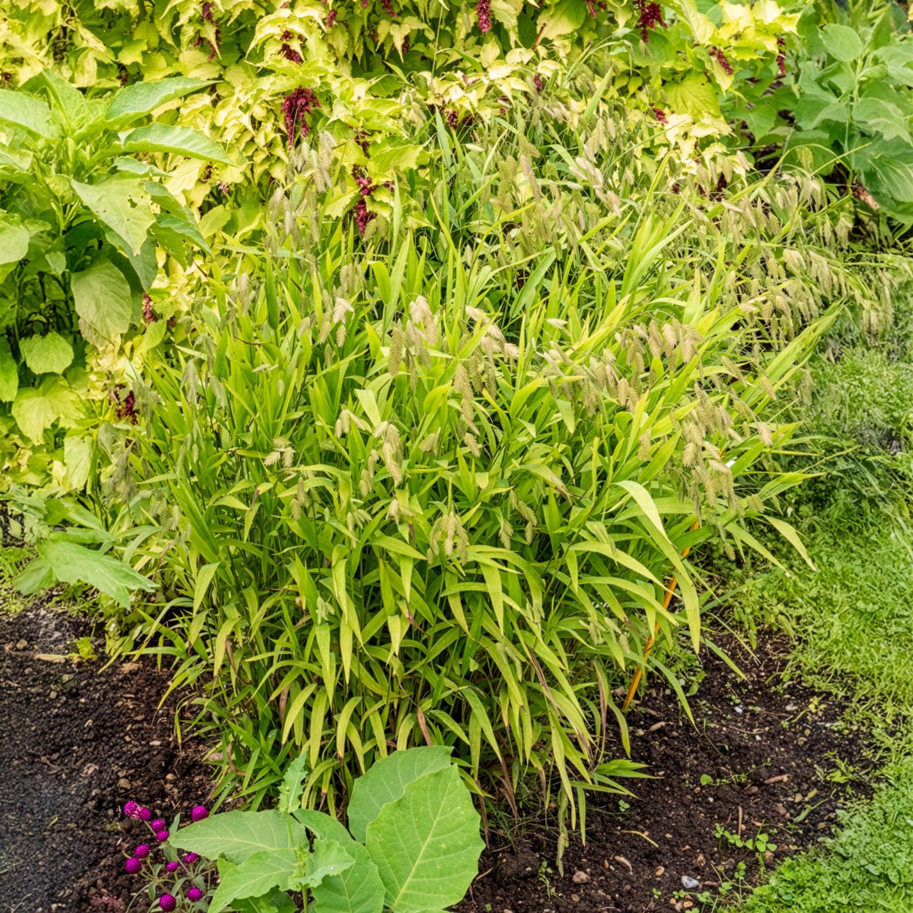 Plataargras - Bakker