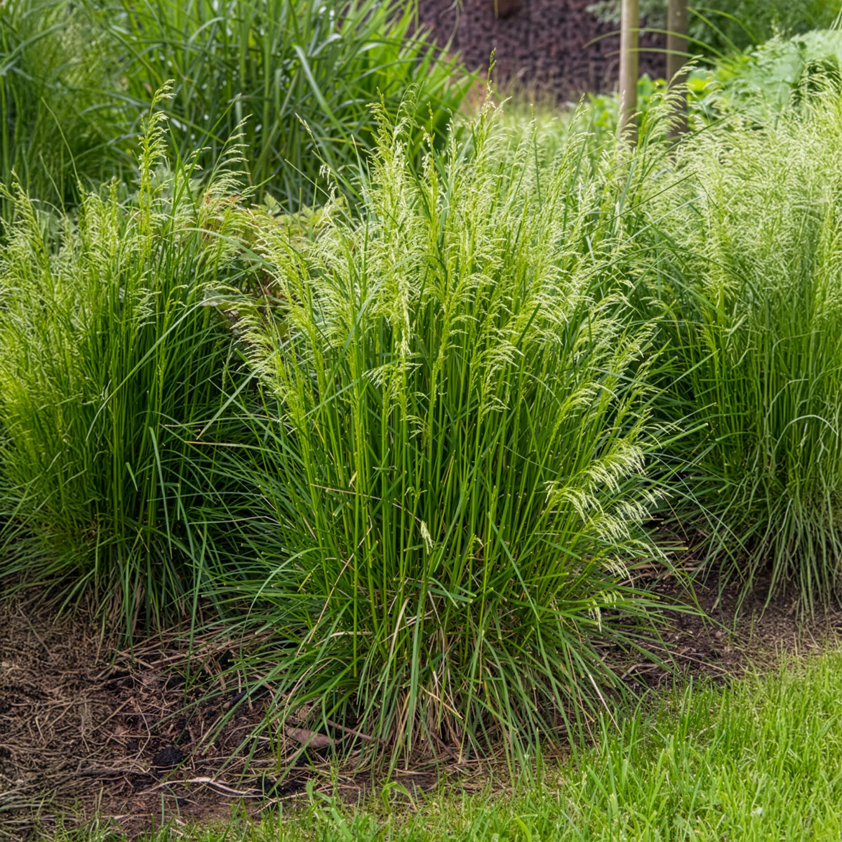 Verkoop 5 vaste planten voor zonnige border