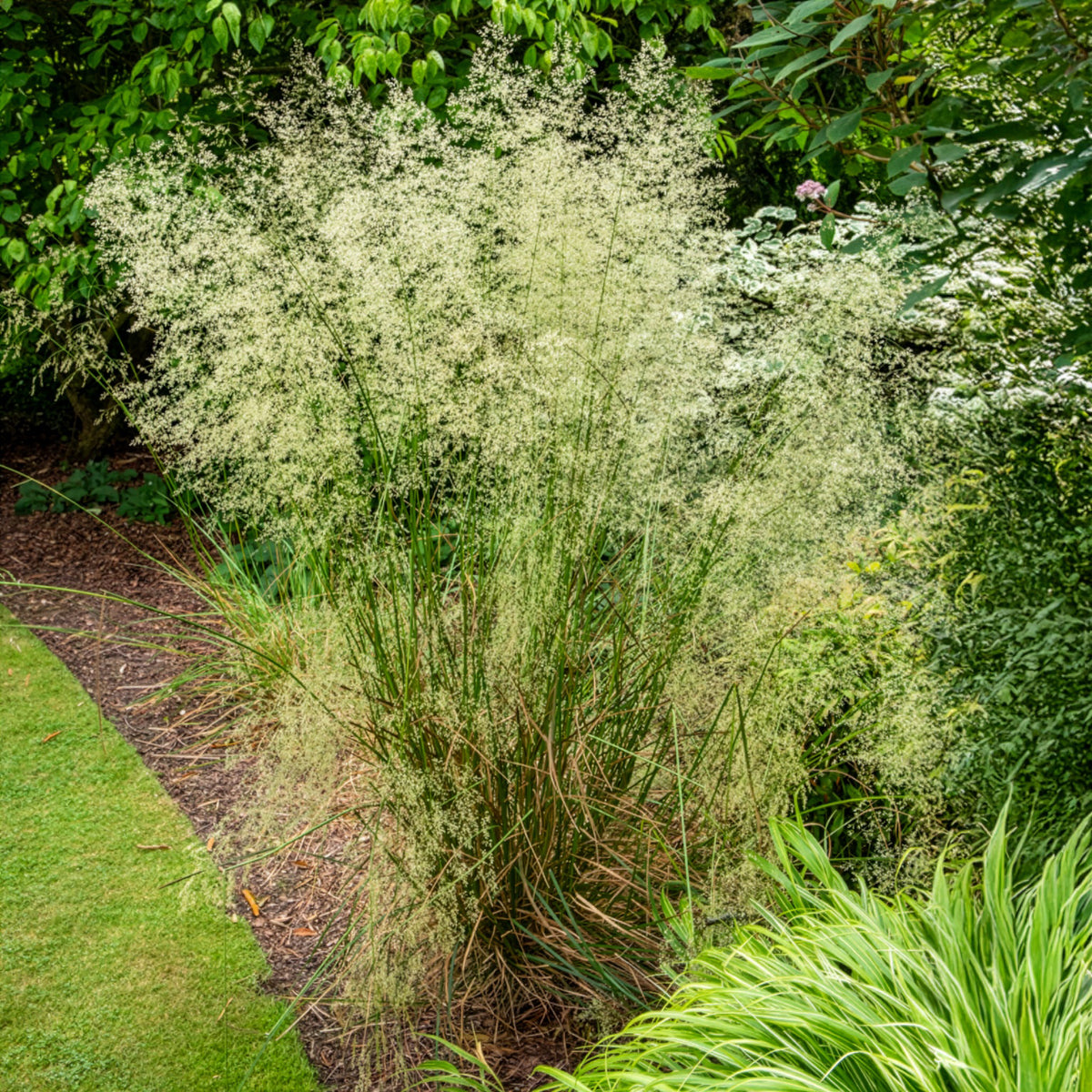 Smele - Deschampsia cespitosa - Bakker