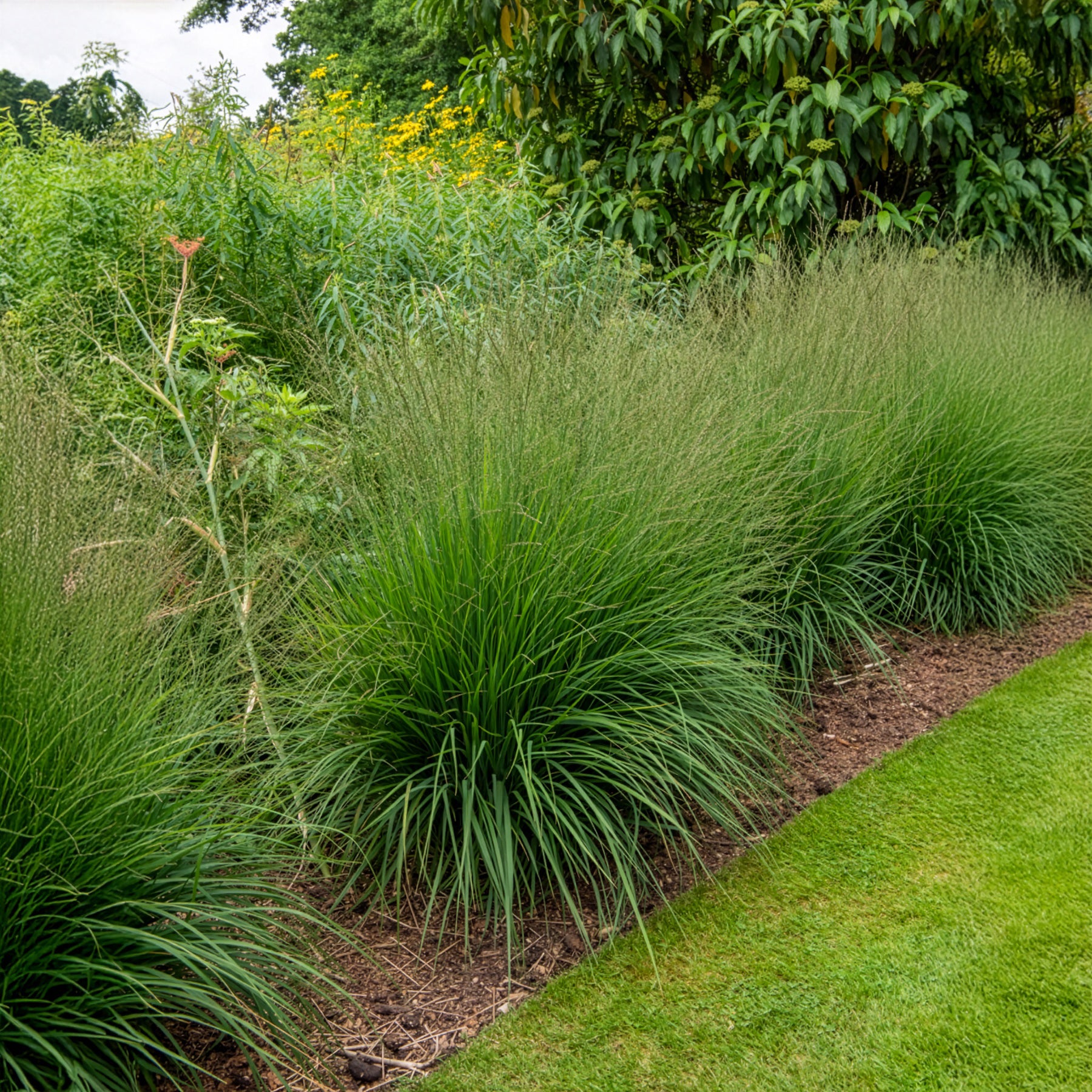 Deschampsia cespitosa - Smele - Smele