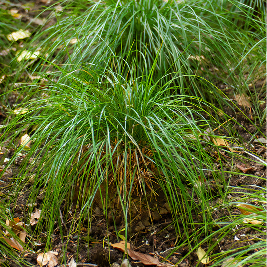 Smele Goldschleie - Bakker