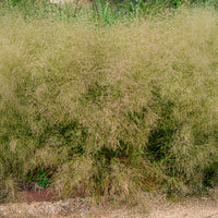 Smele - Smele Goldtau - Deschampsia cespitosa goldtau
