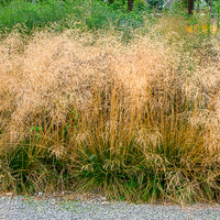 Deschampsia cespitosa goldtau - Smele Goldtau - Smele