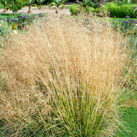 Goldtau Smele (x3) - Deschampsia cespitosa goldtau - Bakker