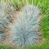 Festuca glauca Elijah Blue - Blauw schapegras Elijah (x3) - Schapenvenkel