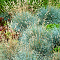 Blauw schapegras Elijah (x3) - Bakker