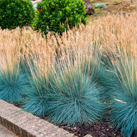 Festuca glauca Elijah Blue - Blauw schapegras Elijah - Schapenvenkel