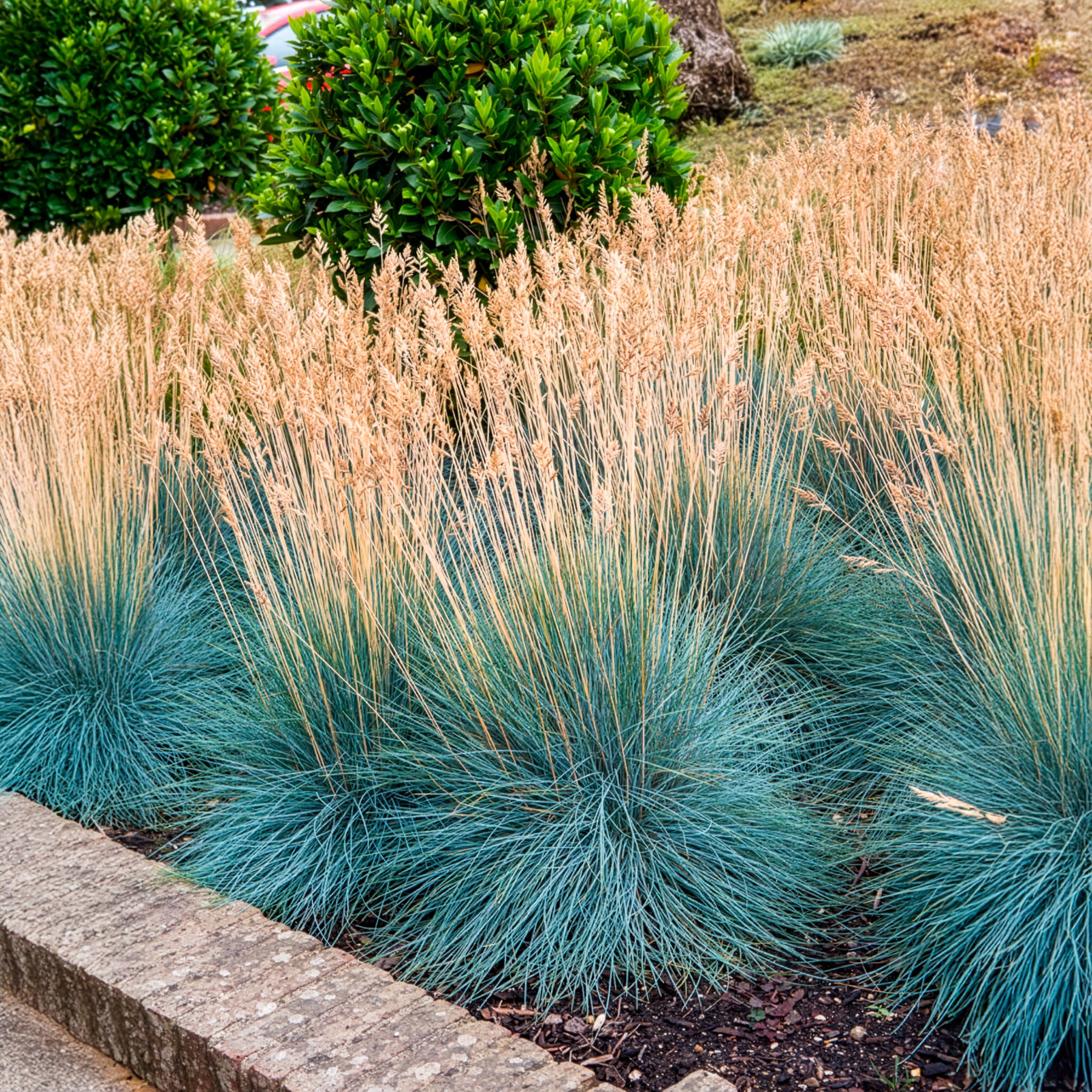 Festuca glauca Elijah Blue - Blauw schapegras Elijah - Schapenvenkel