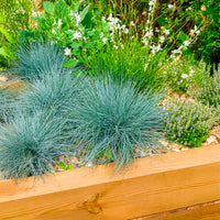Blauw schapegras Elijah - Festuca glauca Elijah Blue - Bakker