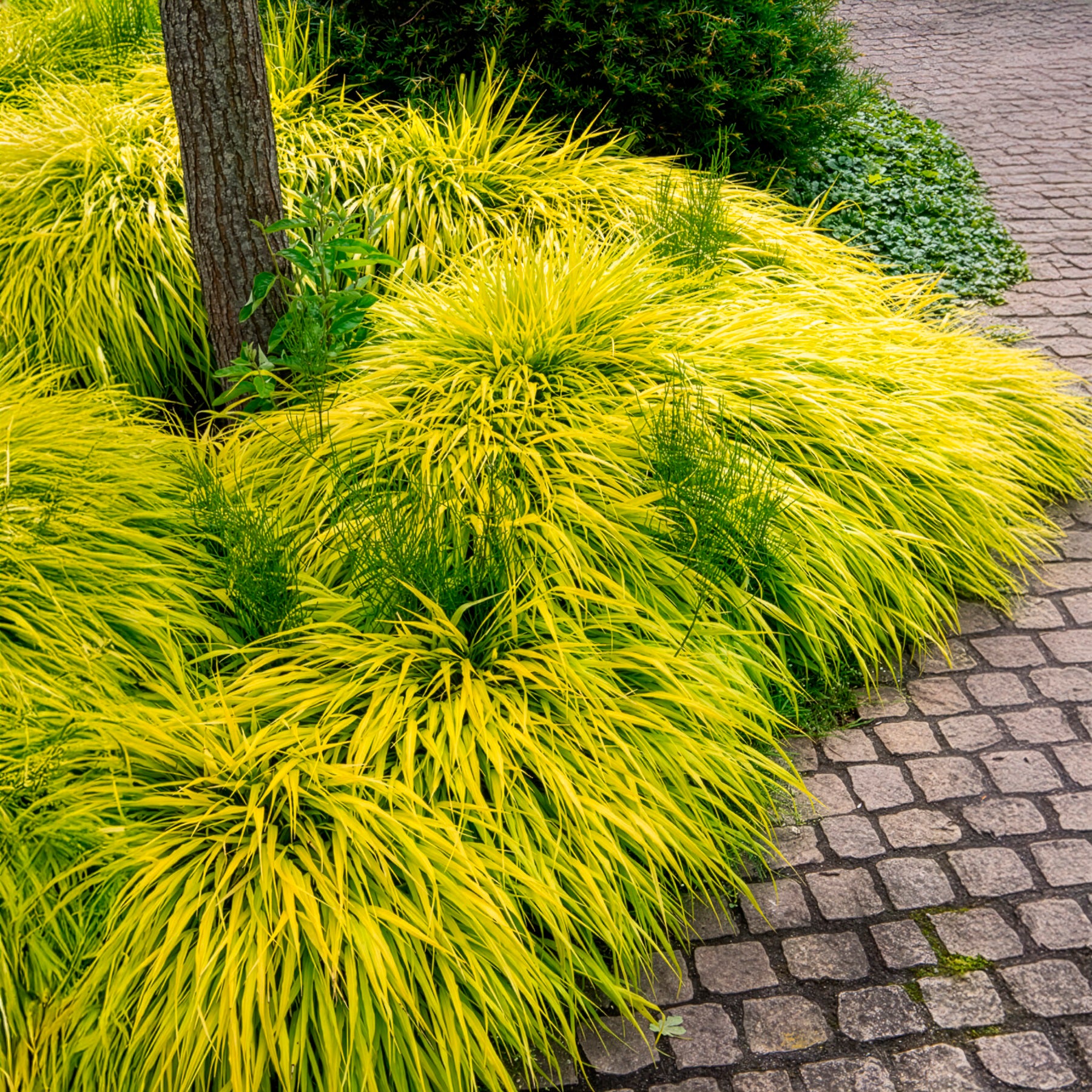 Japans berggras All gold - Hakonechloa macra all gold - Bakker