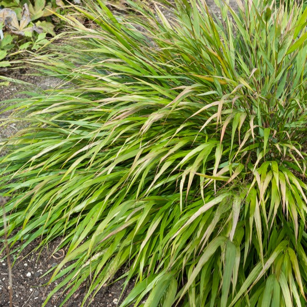 Japans siergras Nicolas - Hakonechloa macra Nicolas - Bakker