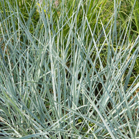 Leymus arenarius Blue Dune - Strandhaver Blue Dune - Siergrassen
