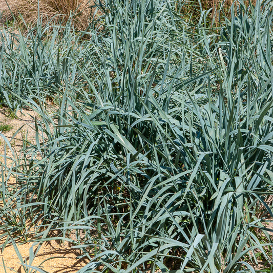 Strandhaver - Bakker