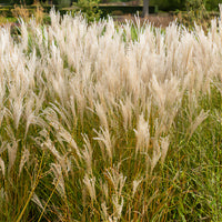 Prachtriet 'Kleine Fontäne' - Miscanthus sinensis kleine fontäne - Bakker