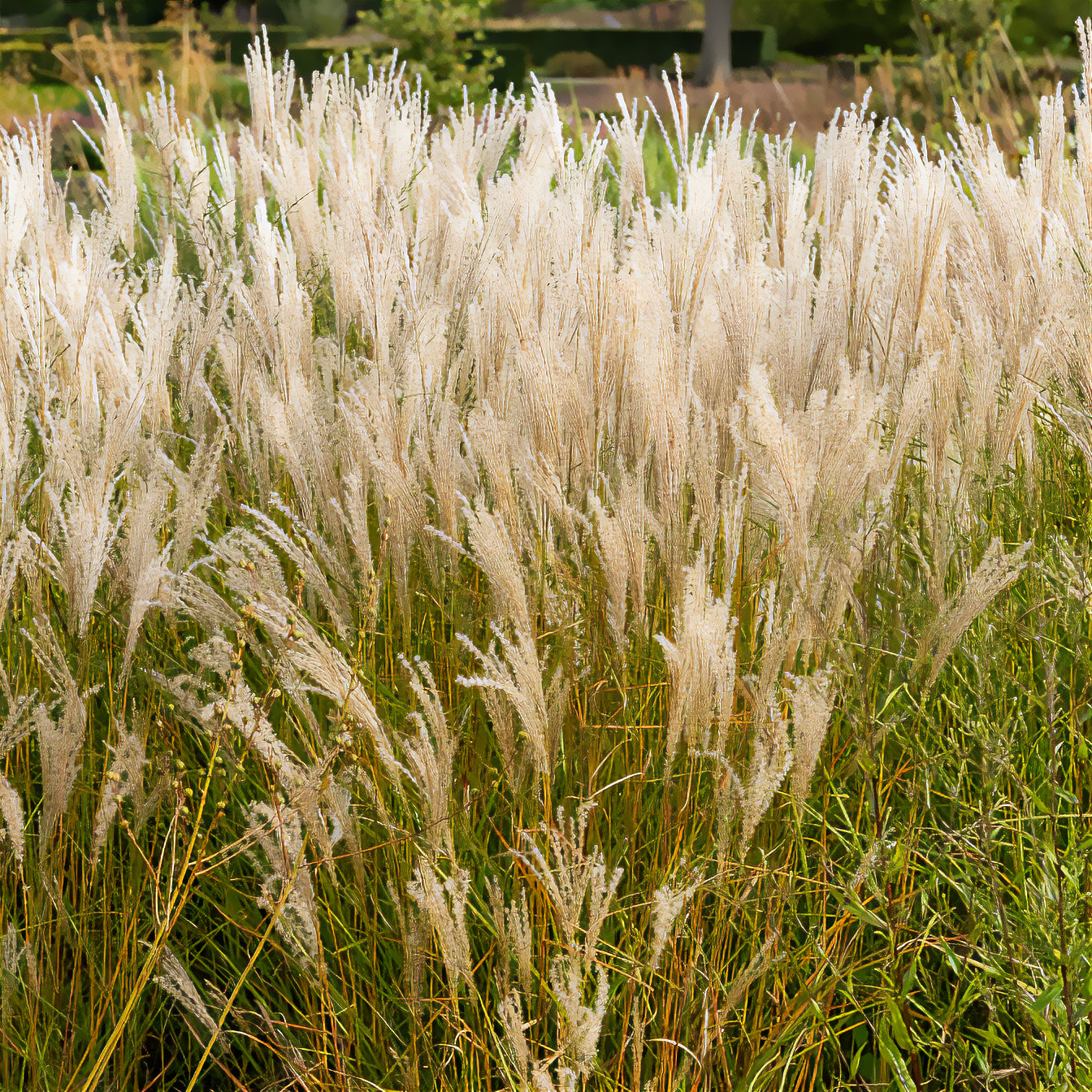 Prachtriet 'Kleine Fontäne' - Miscanthus sinensis kleine fontäne - Bakker