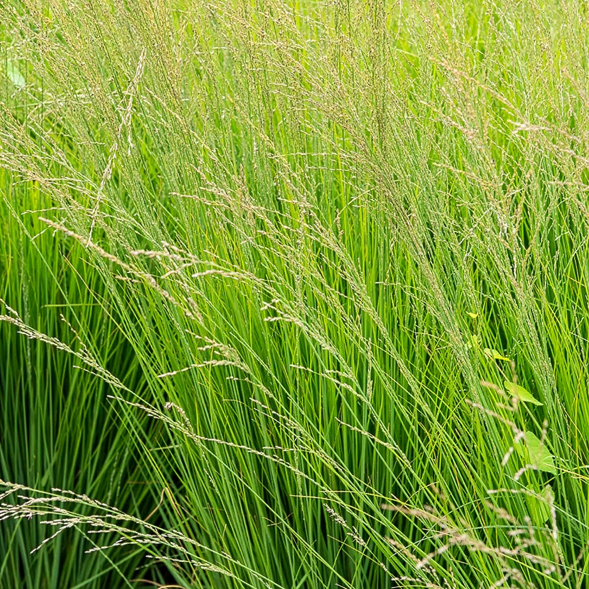 5 roze en paarse vaste planten - Molinia caerulea, Pennisetum orientale, Astrantia major, Scabiosa caucasica,Verbena bonariensis          - Bakker