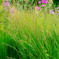 Siergrassen - Pijpestrootje heidebraut - Molinia caerulea heidebraut