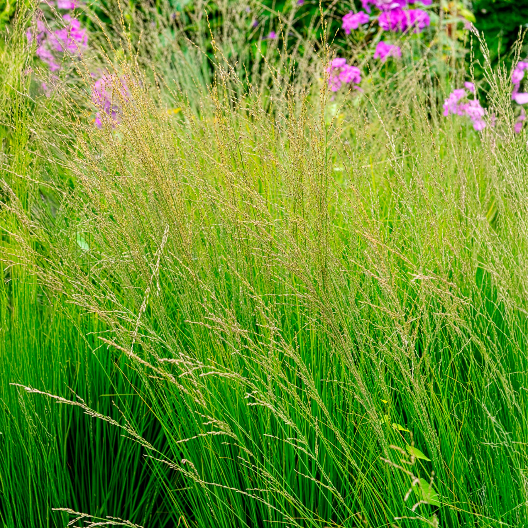 Siergrassen - Pijpestrootje heidebraut - Molinia caerulea heidebraut
