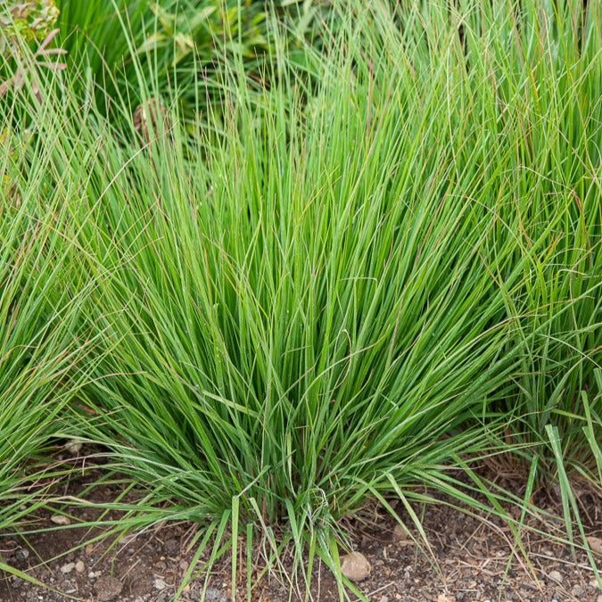 Pijpestrootje heidebraut - Bakker