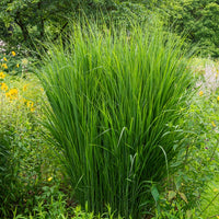 Vingergras 'Northwind' - Bakker