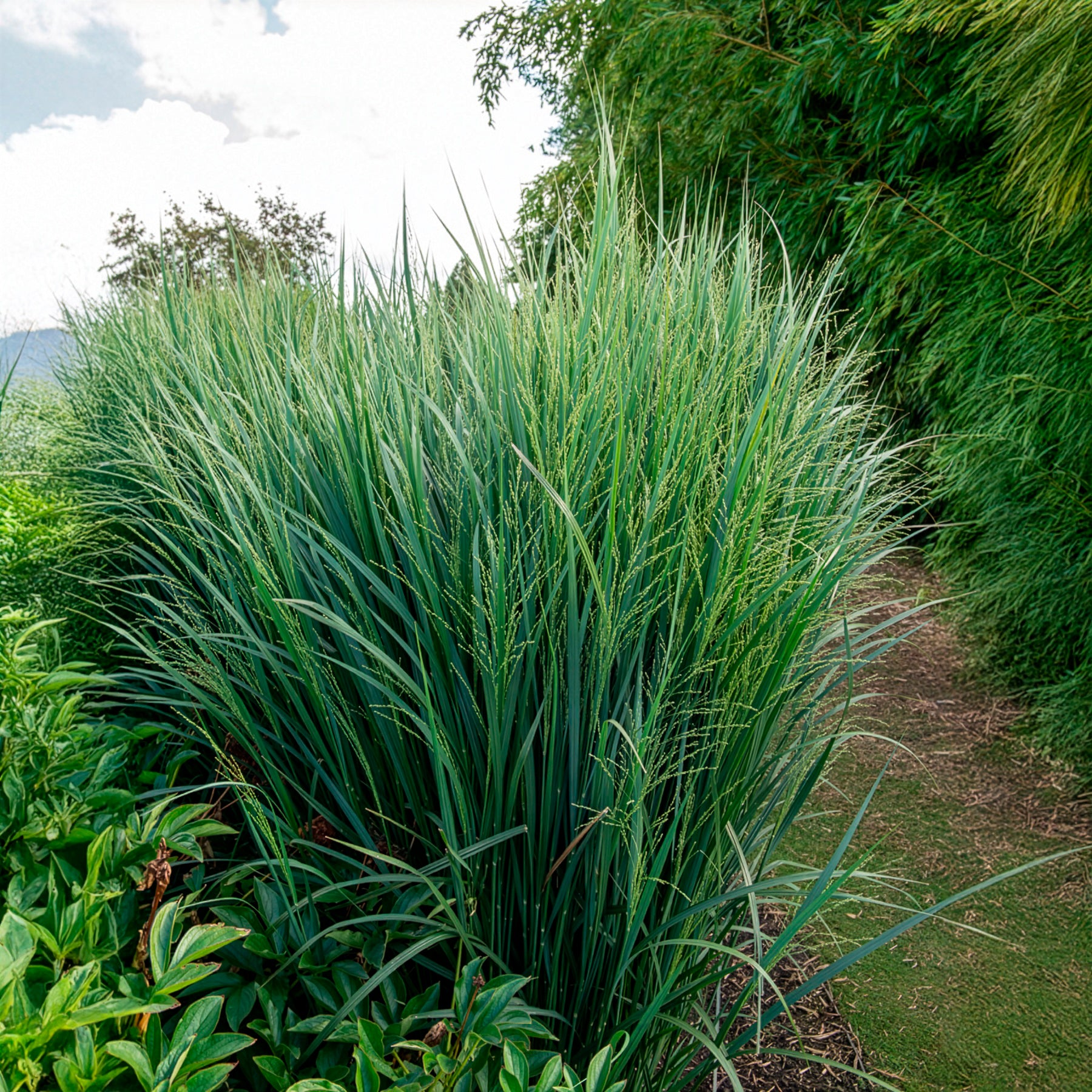 Siergrassen - Vingergras 'Northwind' - Panicum virgatum northwind