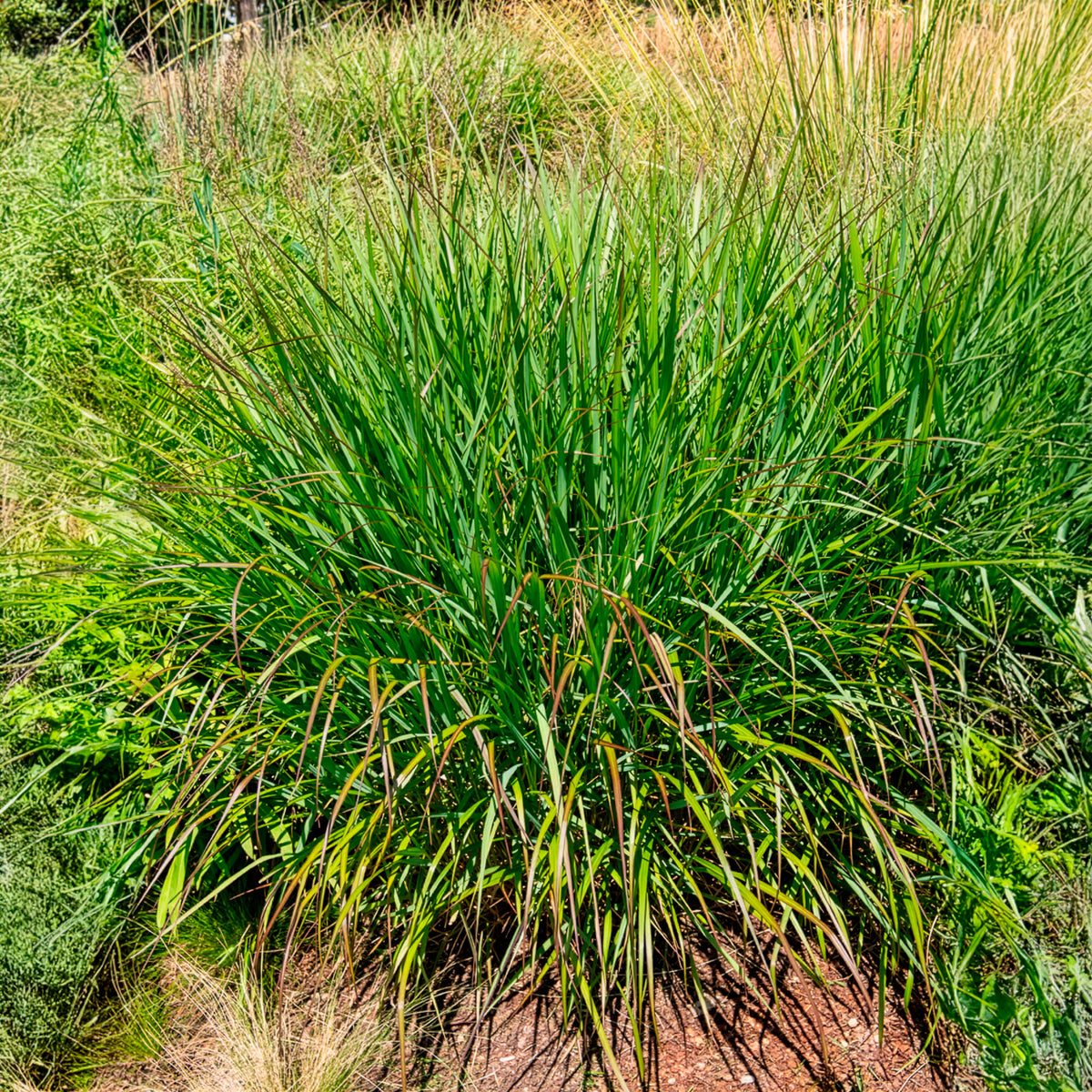 Panicum virgatum Squaw - Vingergras Squaw - Vingergras