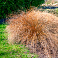 Lampenpoetsersgras 'Herbstzauber' - Pennisetum alopecuroides herbstzauber - Bakker