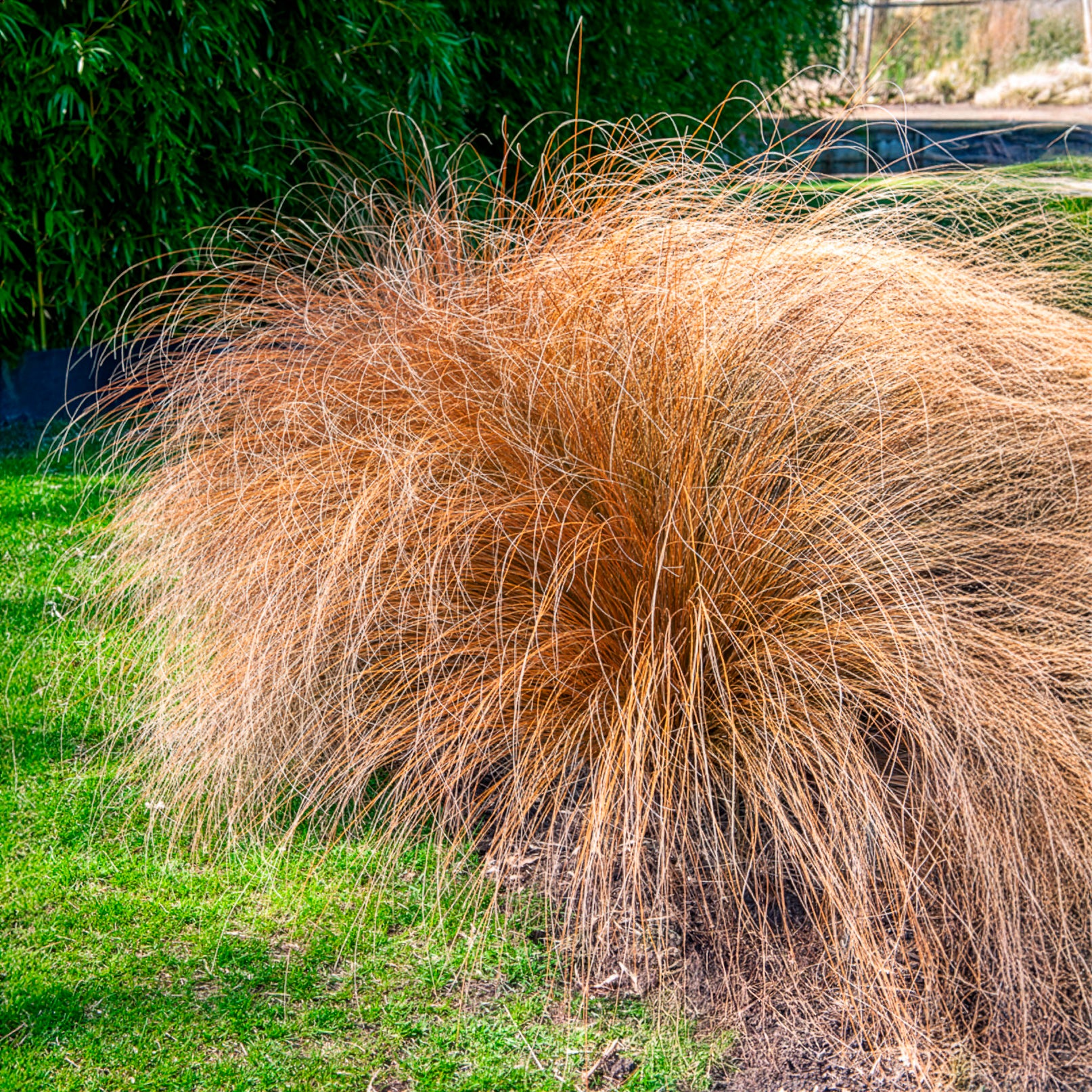 Lampenpoetsersgras 'Herbstzauber' - Pennisetum alopecuroides herbstzauber - Bakker
