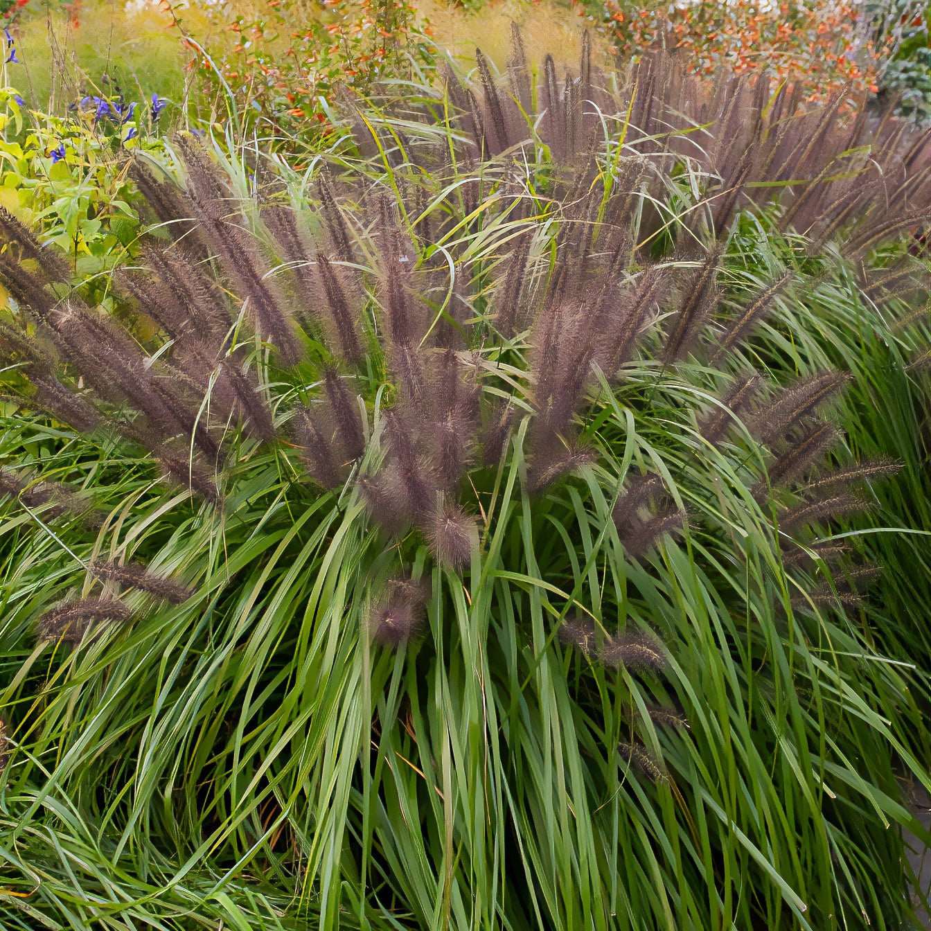 Pennisetum alopecuroides moudry - Lampenpoetsersgras 'Moudry' - Pennisetum