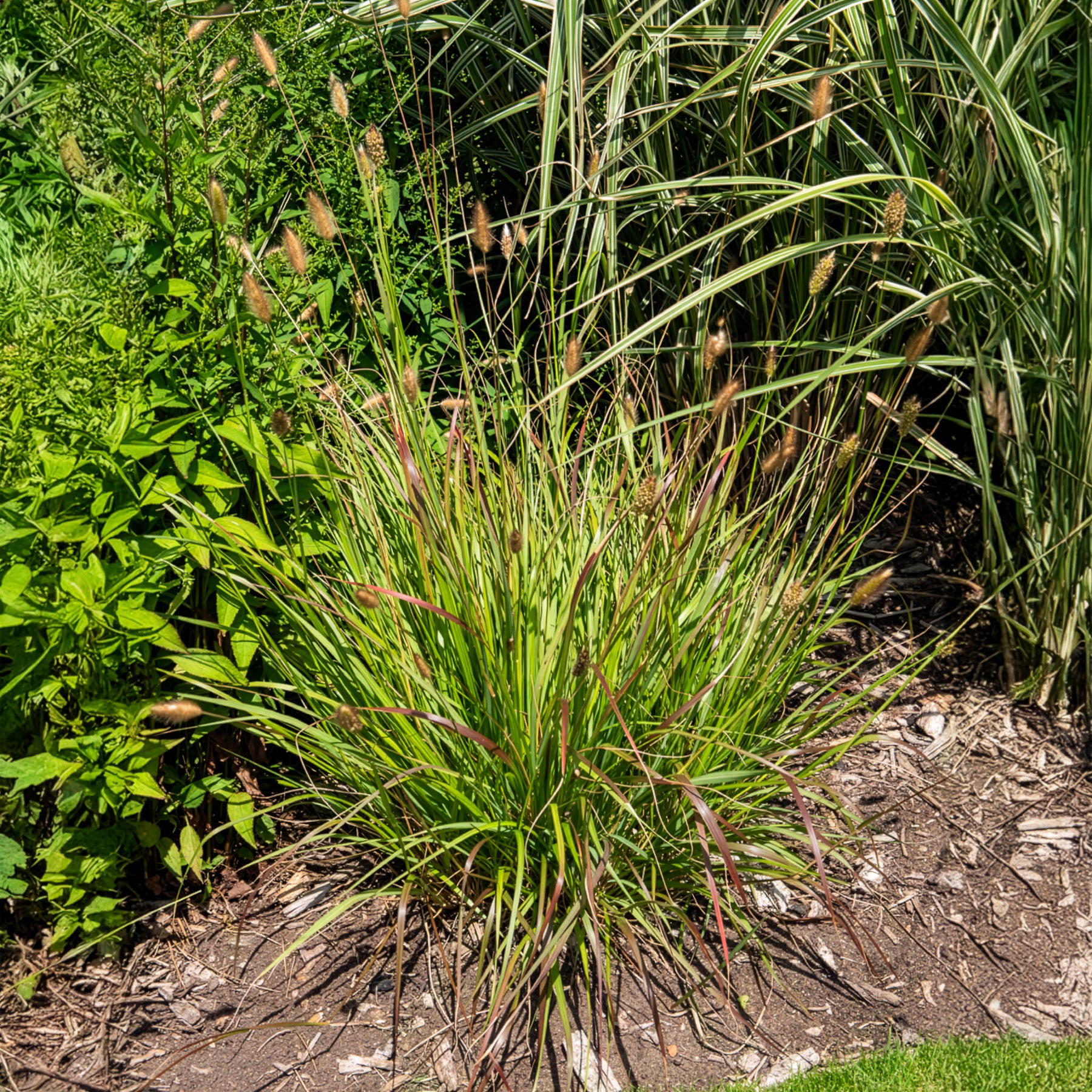 Verkoop Lampenpoetsersgras Red Buttons