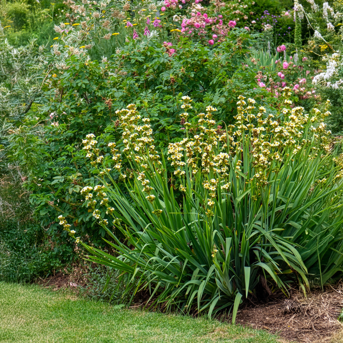Bieslelie - Sisyrinchium striatum - Bakker