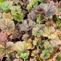 Mijterloof Rubra (x3) - Tellima grandiflora Rubra - Bakker