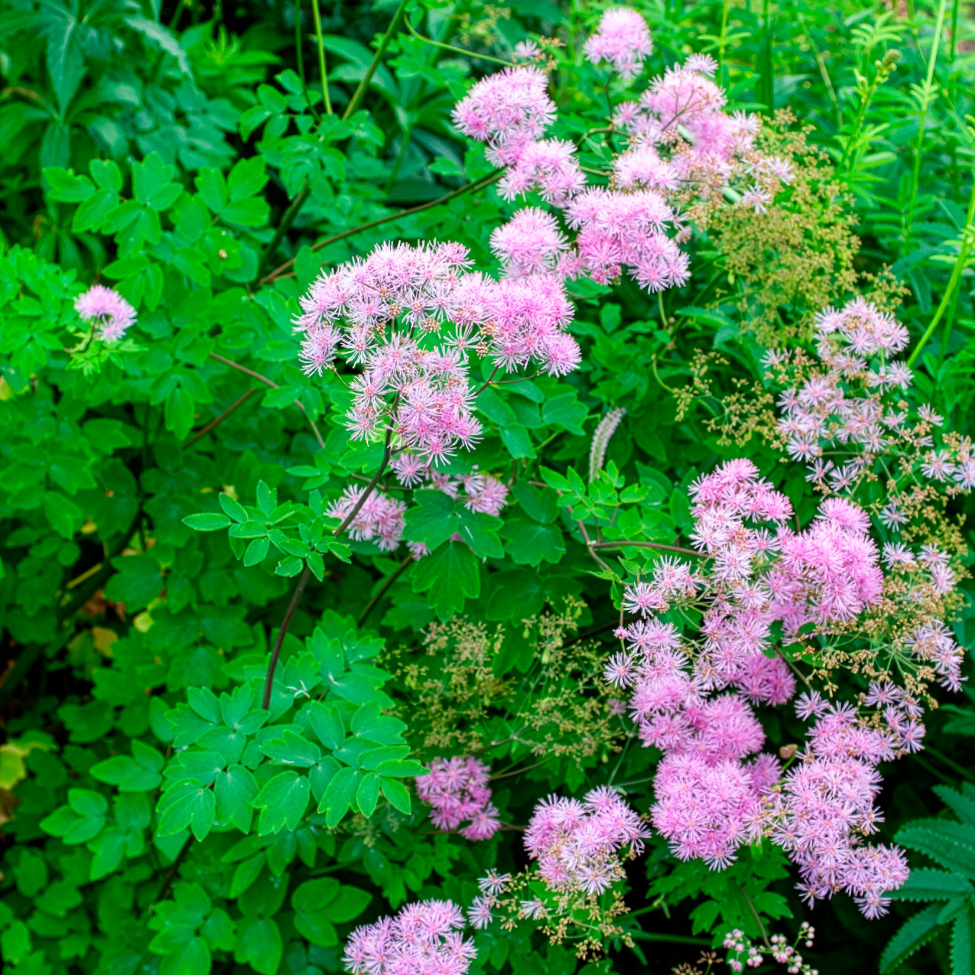 Thalictrum black stockings - Ruit Black Stockings - Ruit