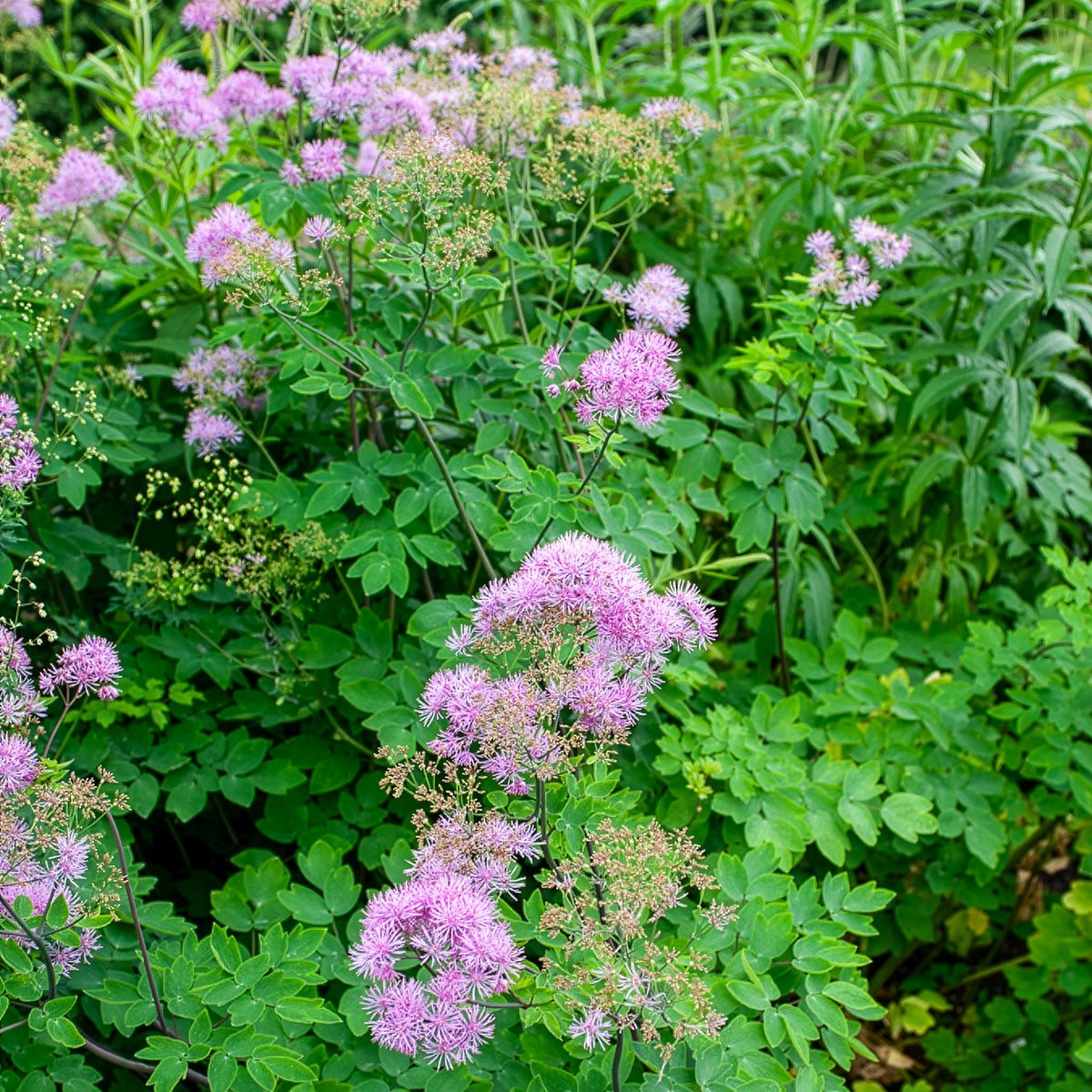 Thalictrum black stockings - Ruit Black Stockings - Ruit