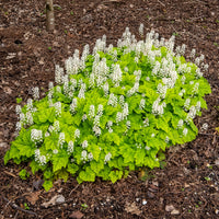 Verkoop Schuimbloem / Perzische muts - Tiarella cordifolia
