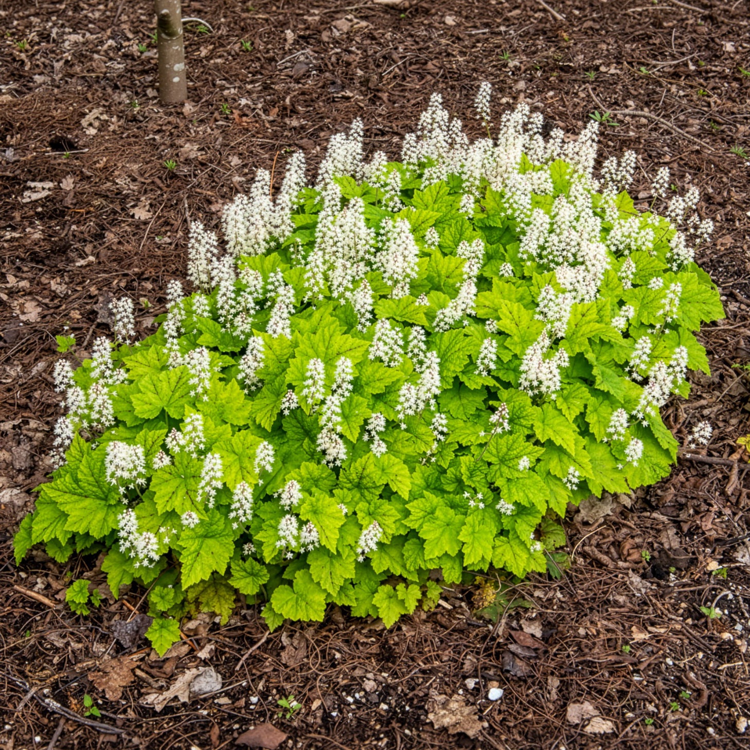 Verkoop Schuimbloem / Perzische muts - Tiarella cordifolia